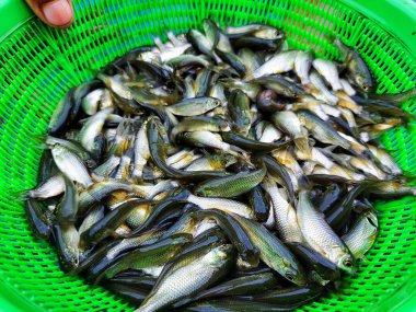 Bir sürü rohu balığı tohumu satışa hazır.