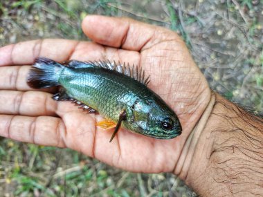 big anabas koi perch fish in hand in nice blur background HD clipart