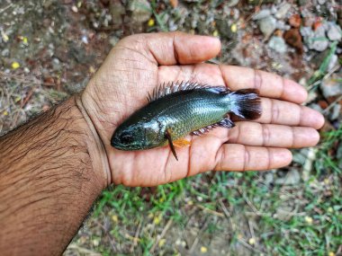 big anabas koi perch fish in hand in nice blur background HD clipart