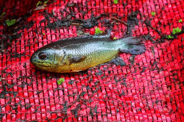 stock image freshly caught anabas perch fish on ground HD koi fish