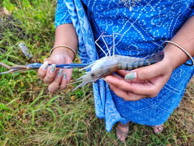Taze toplanmış büyük tatlı su karidesi.