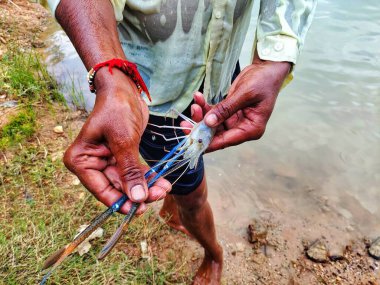 Taze toplanmış büyük tatlı su karidesi.