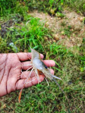 Taze toplanmış büyük tatlı su karidesi.