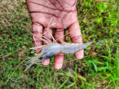 Taze toplanmış büyük tatlı su karidesi.