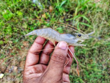 Taze toplanmış büyük tatlı su karidesi.
