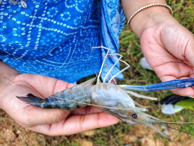 Taze toplanmış büyük tatlı su karidesi.