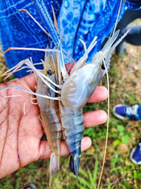 Taze toplanmış büyük tatlı su karidesi.