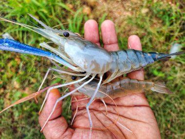 Taze toplanmış büyük tatlı su karidesi.