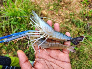 Taze toplanmış büyük tatlı su karidesi.