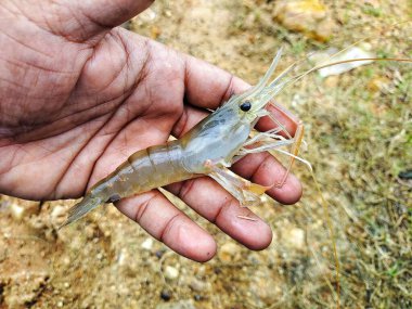 Taze toplanmış büyük tatlı su karidesi.