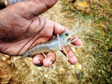 Taze toplanmış büyük tatlı su karidesi.