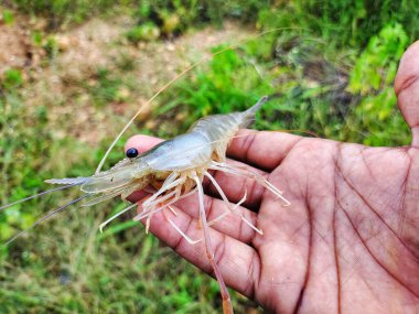 Taze toplanmış büyük tatlı su karidesi.