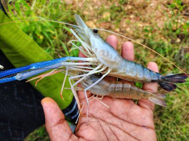 Taze toplanmış büyük tatlı su karidesi.