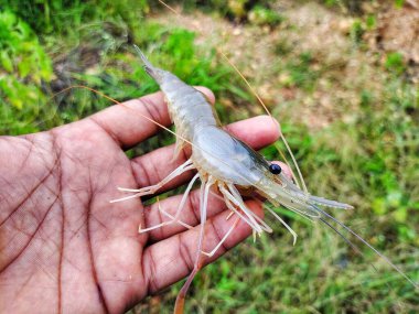 Taze toplanmış büyük tatlı su karidesi.