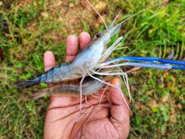 Taze toplanmış büyük tatlı su karidesi.