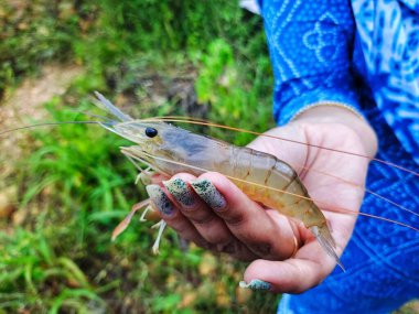 Taze toplanmış büyük tatlı su karidesi.