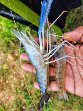 Taze toplanmış büyük tatlı su karidesi.