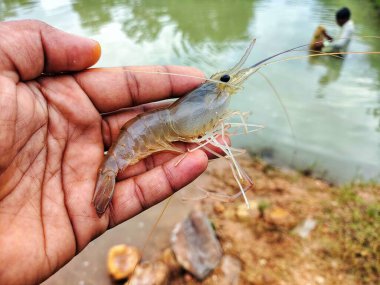 Taze toplanmış büyük tatlı su karidesi.