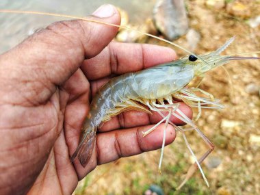 Taze toplanmış büyük tatlı su karidesi.
