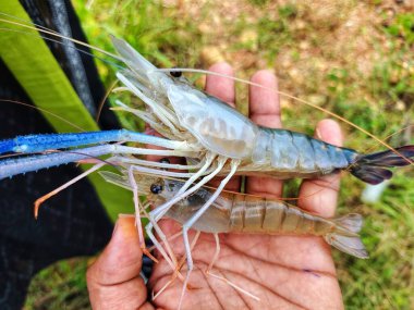 Taze toplanmış büyük tatlı su karidesi.