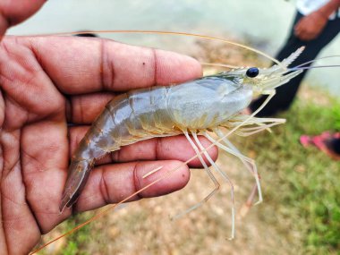 Taze toplanmış büyük tatlı su karidesi.