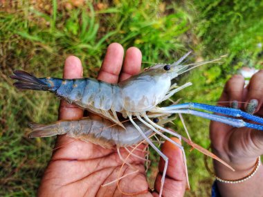 Taze toplanmış büyük tatlı su karidesi.