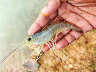 Taze toplanmış büyük tatlı su karidesi.