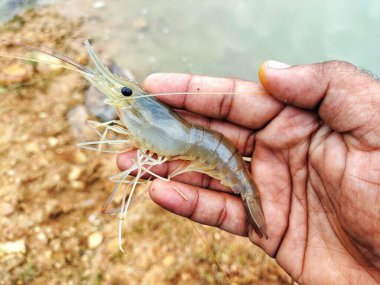 Taze toplanmış büyük tatlı su karidesi.