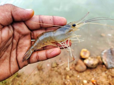 Taze toplanmış büyük tatlı su karidesi.