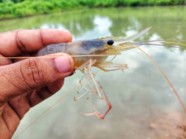 Taze toplanmış büyük tatlı su karidesi.