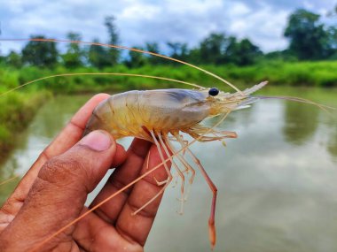 Taze toplanmış büyük tatlı su karidesi.