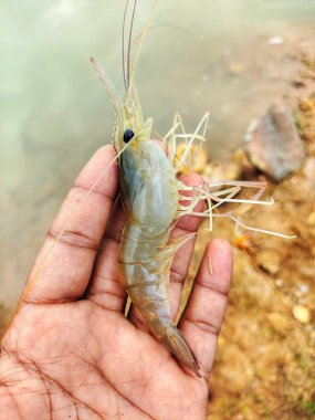 Taze toplanmış büyük tatlı su karidesi.