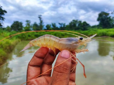 Taze toplanmış büyük tatlı su karidesi.