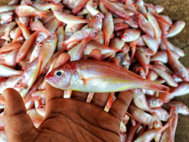 beautiful pink perch fish in hand pile of threadfin bream ready for export HD clipart