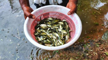 Hindistan nehir sazan balığı tohumu bol.
