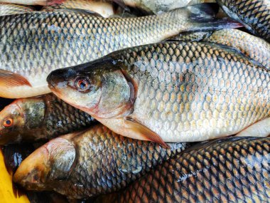 HD ihracatı için plastik Krait 'te buzlu rohu ve sazan balığı yığını.