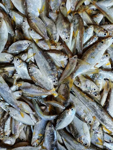 stock image pile of marine fishes ready for sale in export market HD