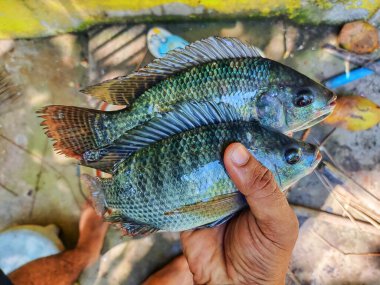 Balık çiftçisinin elindeki büyük taze tilapia balığı HD satışa hazır.