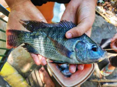 Balık çiftçisinin elindeki büyük taze tilapia balığı HD satışa hazır.
