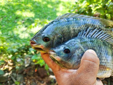 Balık çiftçisinin elindeki büyük taze tilapia balığı HD satışa hazır.