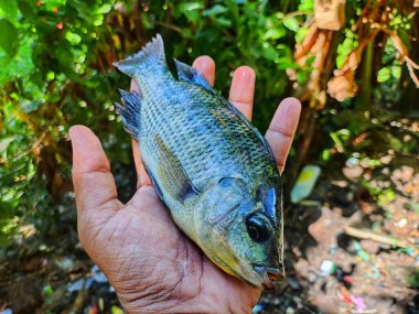 Büyük Tayland hibrid tilapia balığı elinde su tavuğu balığı