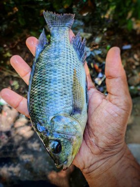 Büyük Tayland hibrid tilapia balığı elinde su tavuğu balığı