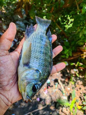 Büyük Tayland hibrid tilapia balığı elinde su tavuğu balığı
