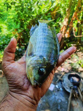 Büyük Tayland hibrid tilapia balığı elinde su tavuğu balığı