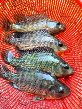 Kırmızı sepette bir sürü yeni yakalanmış tilapia balığı.