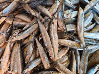 İğne balığı yığını, balık pazarında buzla dolu gaga balığı satılmaya hazır.