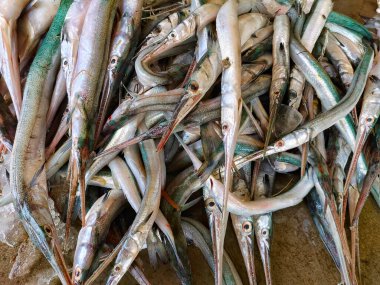 İğne balığı yığını, balık pazarında buzla dolu gaga balığı satılmaya hazır.