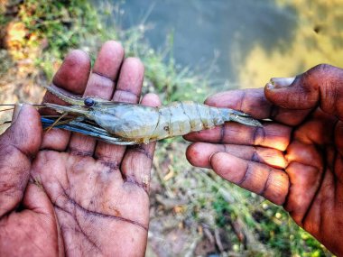 Güzel, bulanık arka planda bir çiftçinin elinde tatlı su karidesi.