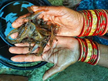 Güzel, bulanık arka planda bir çiftçinin elinde tatlı su karidesi.