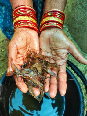 Güzel, bulanık arka planda bir çiftçinin elinde tatlı su karidesi.